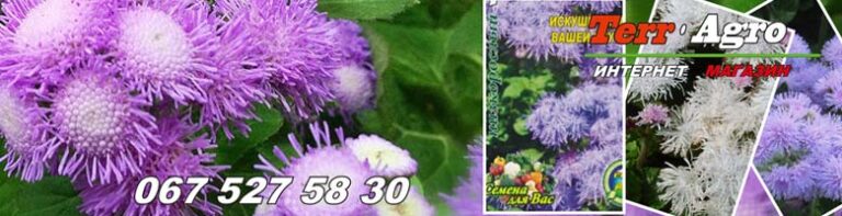 Насіння агератуму оптом