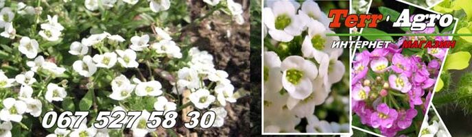 Насіння алісуму оптом