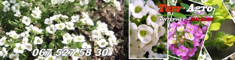 Насіння алісуму оптом
