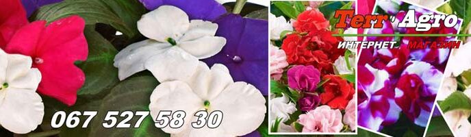 Насіння бальзаміну купити в Україні продаж насіння квітів
