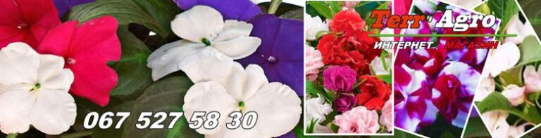 Насіння бальзаміну купити в Україні продаж насіння квітів