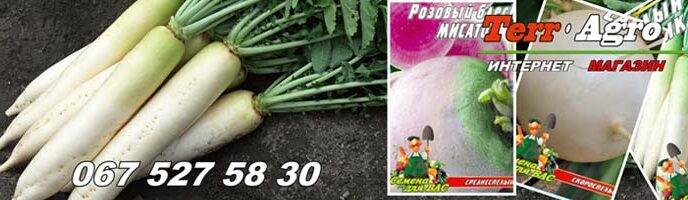 Насіння дайкона та редьки купити