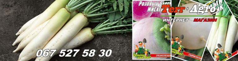 Насіння дайкона та редьки купити