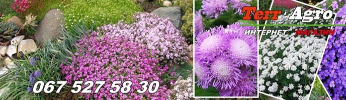 Насіння для альпійської гірки оптом
