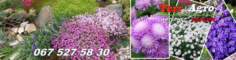 Насіння для альпійської гірки оптом