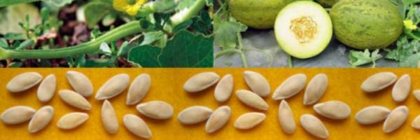 Насіння дині купити