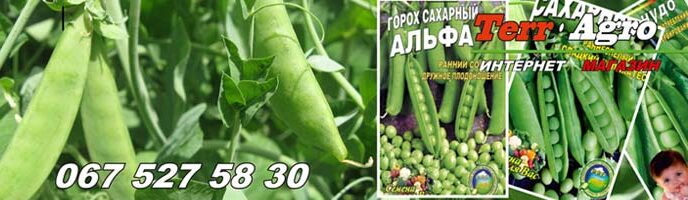 Насіння гороху купити
