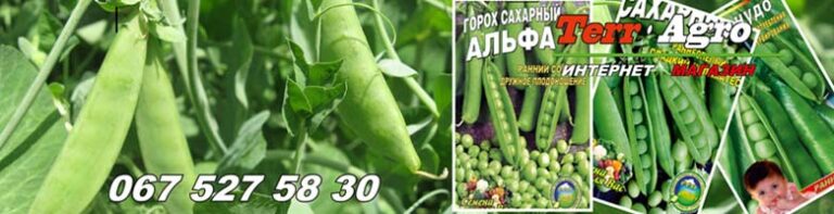 Насіння гороху купити