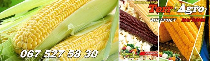 Насіння кукурудзи купити