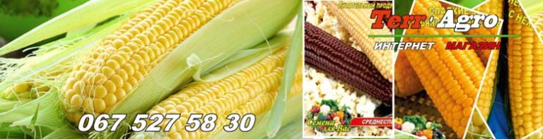 Насіння кукурудзи купити