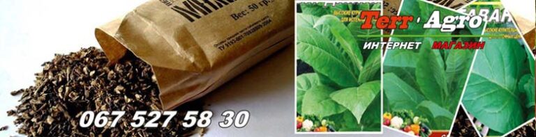 Насіння тютюну купити