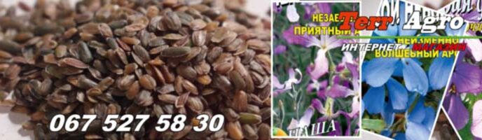 Насіння матіоли купити