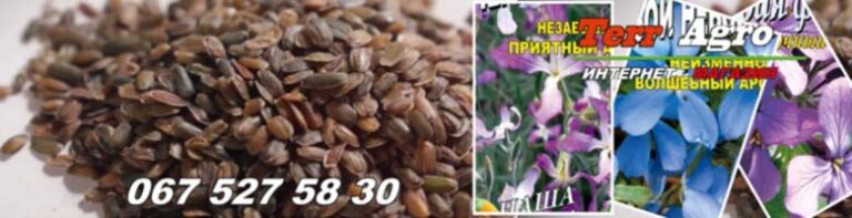 Насіння матіоли купити