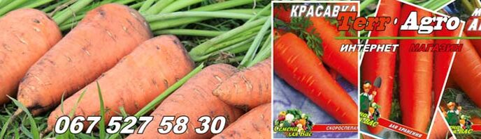 Насіння моркви купити
