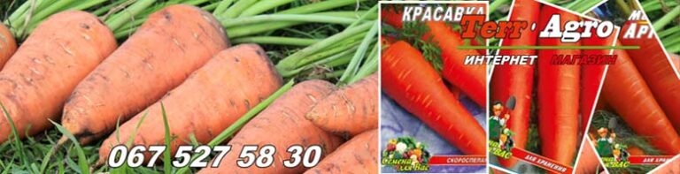 Насіння моркви купити
