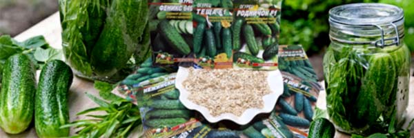 Насіння огірків купити