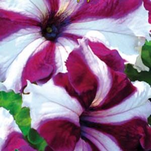 Петуния Серенада F1 бело-розовая пакет 0