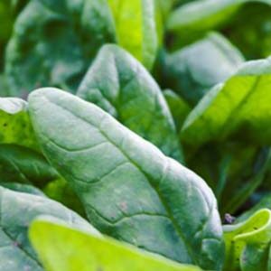 Шпинат Гіганський