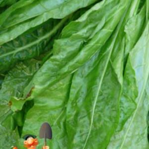 Шпинат Утеуша