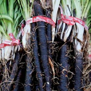 Скорцонера Дуплекс