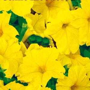 Петуния Желтое лето пакет 0