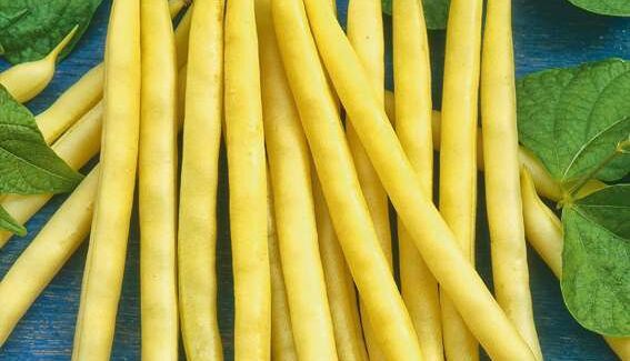 Високоврожайні сорти квасолі