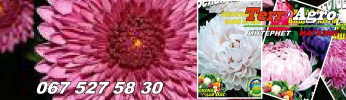 Терміни посадки айстри на розсаду на дачній ділянці