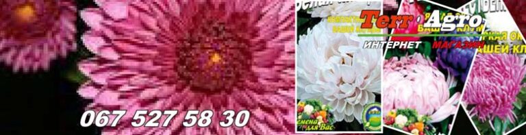 Терміни посадки айстри на розсаду на дачній ділянці