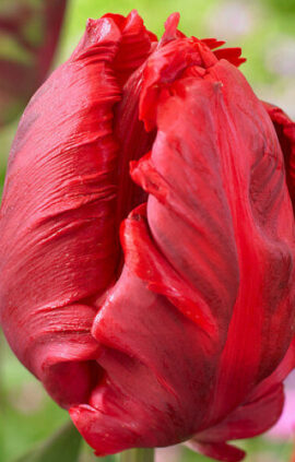 Тюльпан Техас Фаєр 25 цибулин розмір 10/11