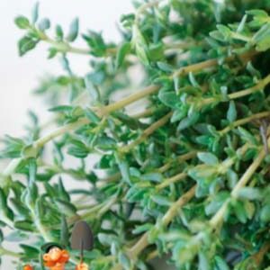 Чебрець лимонний