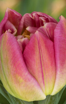 Тюльпан Бріндізі 500 цибулин розмір 12+