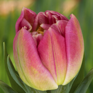 Тюльпан Бріндізі 500 цибулин розмір 12+