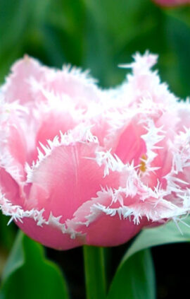 Тюльпан Кейрнс 500 цибулин розмір 12+