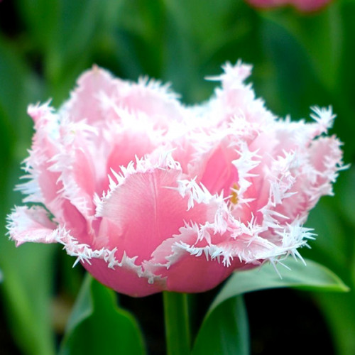 Тюльпан Кейрнс 500 цибулин розмір 12+