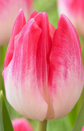 Тюльпан Дельта Чік 500 цибулин розмір 12+