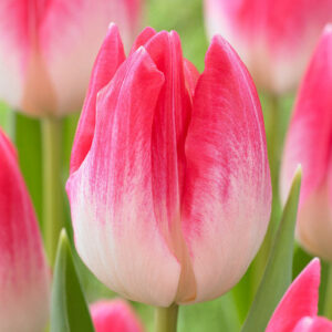 Тюльпан Дельта Чік 500 цибулин розмір 12+