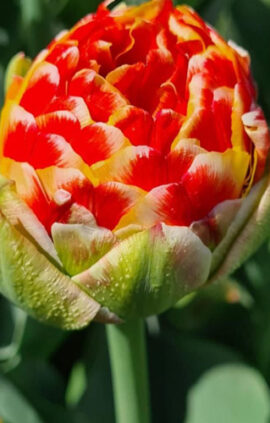 Тюльпан Канненбол 500 цибулин розмір 12+