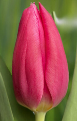 Тюльпан Іванка 500 цибулин розмір 12+