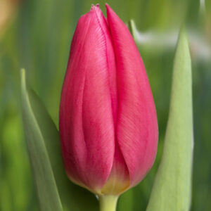 Тюльпан Іванка 500 цибулин розмір 12+