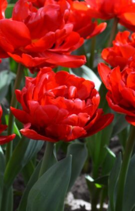 Тюльпан Абба 500 цибулин розмір 12+