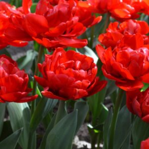 Тюльпан Абба 500 цибулин розмір 12+