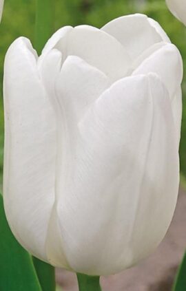 Тюльпан Аграс Вайт 500 цибулин розмір 12+