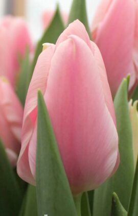 Тюльпан Алгарве 500 цибулин розмір 12+