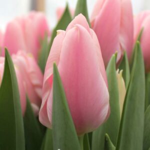 Тюльпан Алгарве 500 цибулин розмір 12+