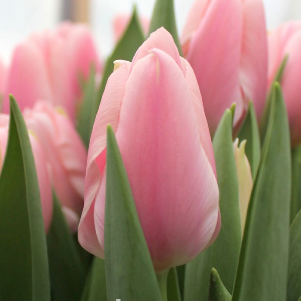 Тюльпан Алгарве 500 цибулин розмір 12+