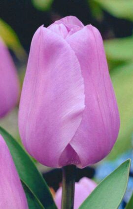 Тюльпан Алібі 500 цибулин розмір 12+