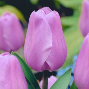 Тюльпан Алібі 500 цибулин розмір 12+