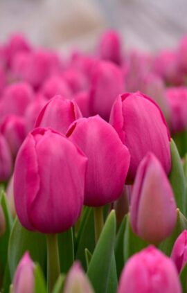 Тюльпан Барселона Пінк 500 цибулин розмір 12+