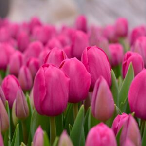 Тюльпан Барселона Пінк 500 цибулин розмір 12+