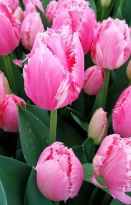 Тюльпан Белль Сонг 500 цибулин розмір 12+